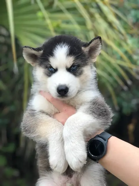 Loki on OnlyFans