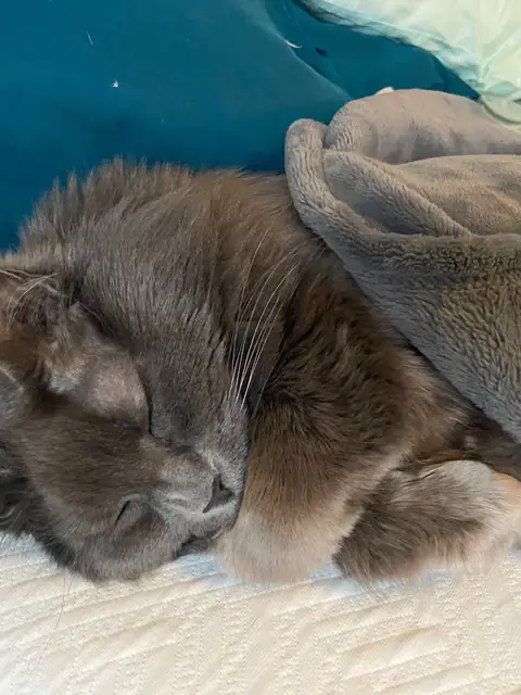 @abbythecat
