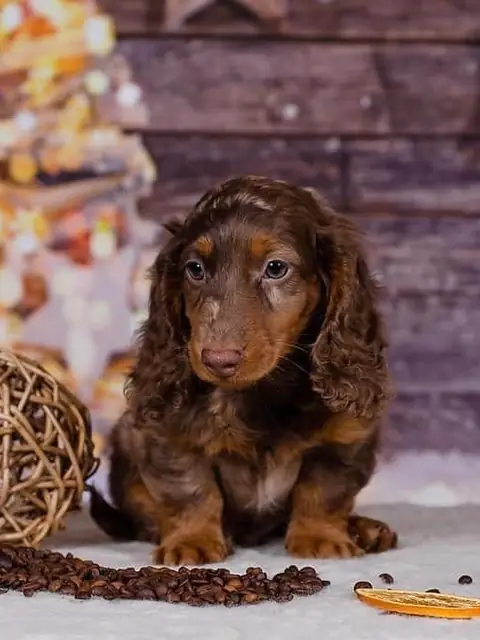 JLDachshund